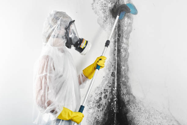 Best Residential Mold Inspection & Testing  in Jerome, IL